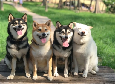 Các phương pháp phối giống chó trên thị trường