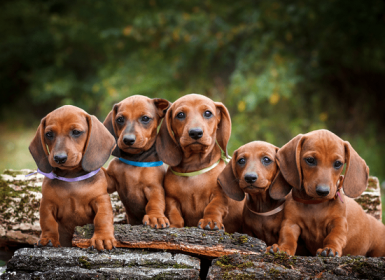 Chế độ dinh dưỡng trong quá trình phối giống chó