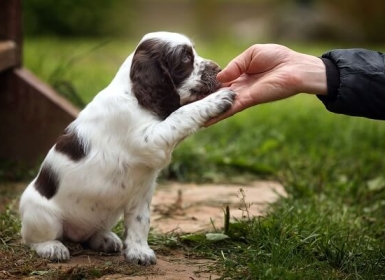 Trường huấn luyện chó Xuyên Á trung tâm huấn luyện chó chuyên nghiệp