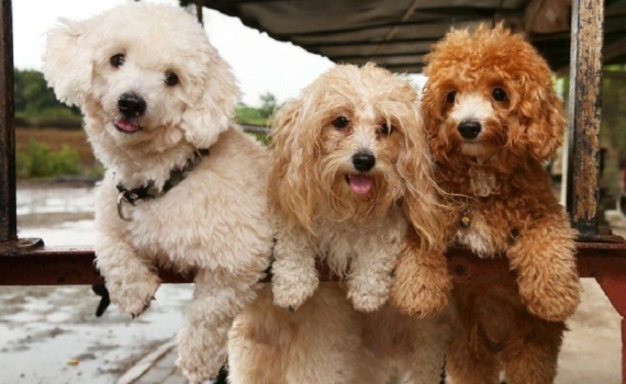 Dịch Vụ Phối Giống Chó